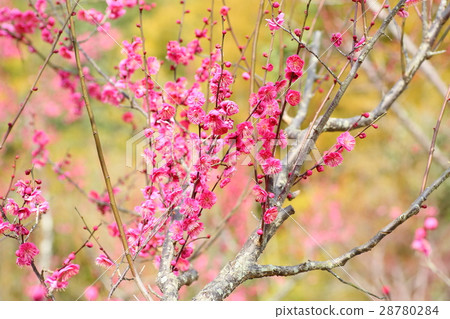 Ume flower Ume flower 28780284