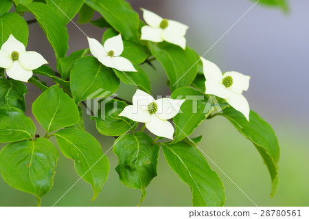 Pokeweed flower Pokeweed flower 28780561