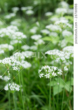 Nira Flower 28780998