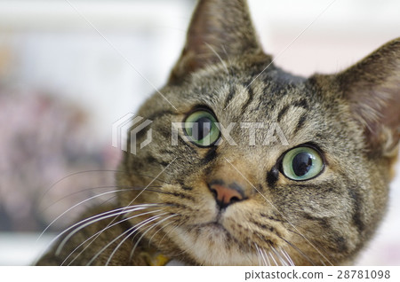 驚人的貓 28781098