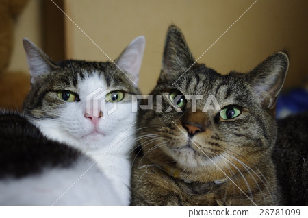 一隻好貓 一隻好貓 28781099