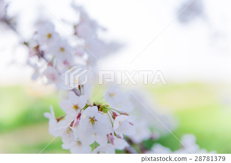 Sakura in full bloom · Yoshino cherry tree Sakura in full bloom · Yoshino cherry tree 28781379