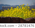 Rape flower landscape Shima Spain Village 01 28781476