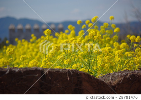 Rape flower landscape Shima Spain Village 01 28781476