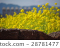 Rape flower landscape Shima Spain Village 02 28781477