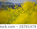 Rape flower landscape Shima Spain Village 03 28781478