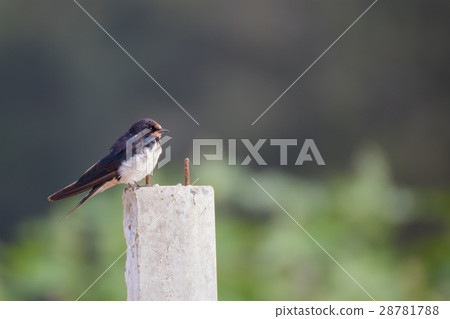 swallow sitting on Concrete poles 28781788