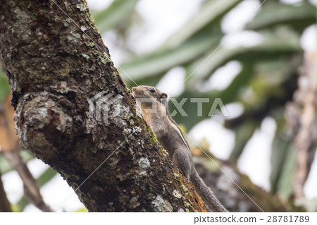 Himalayan striped squirrel 28781789