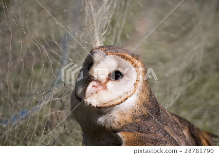 Barn owl 28781790
