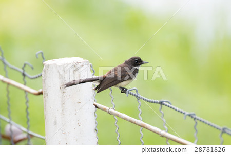 Malaysian pied fantail 28781826