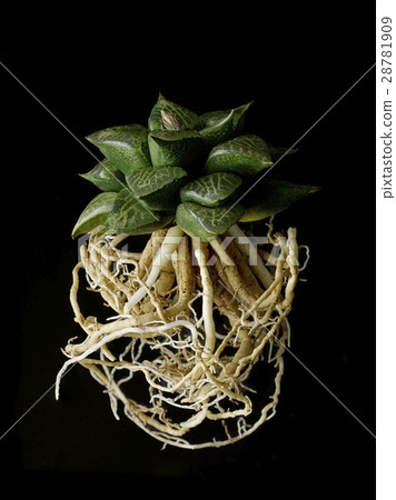 Succulent plants 28781909