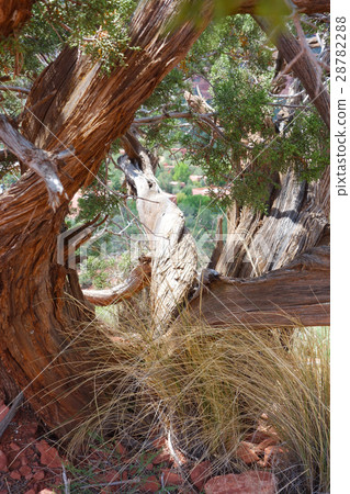 扭曲的樹Sedona圖像素材 28782288