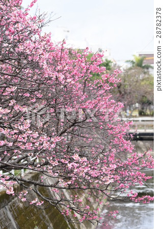 Hikanzakura (Hikanzakura) Hikanzakura (Hikanzakura) 28782378