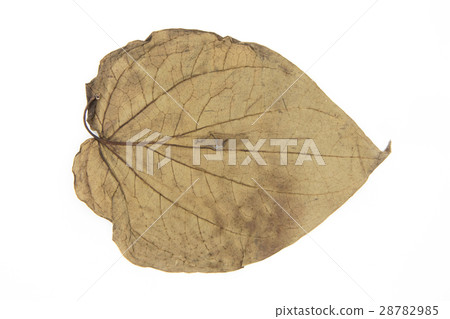 Caterpillar leaves: Betel leaf 28782985