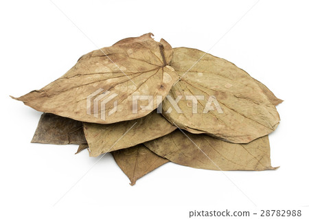 Caterpillar leaves: Betel leaf Caterpillar leaves: Betel leaf 28782988