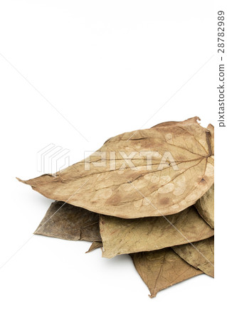 Caterpillar leaves: Betel leaf 28782989