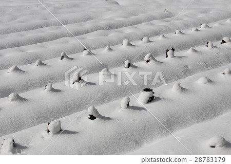 Field of snow Field of snow 28783179