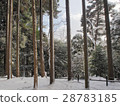 Snow cedars 28783185