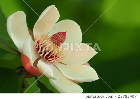 何花 28783407