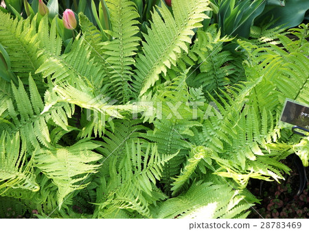 Kusasotsetsu green leaves 28783469