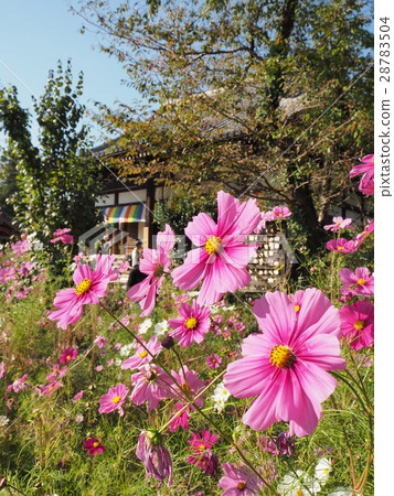 Cosmos of Wenji Temple Cosmos of Wenji Temple 28783504