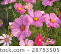 Cosmos flowers 28783505