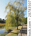 Willow tree in the park 28783507