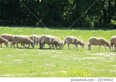 Sapporo Hitsujigaoka Observatory Flock of Sheep Sapporo Hitsujigaoka Observatory Flock of Sheep 28784002