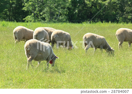 Sapporo Hitsujigaoka Observatory Flock of Sheep Sapporo Hitsujigaoka Observatory Flock of Sheep 28784007