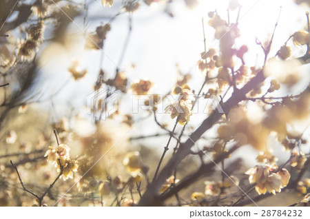 滿月魯拜 28784232