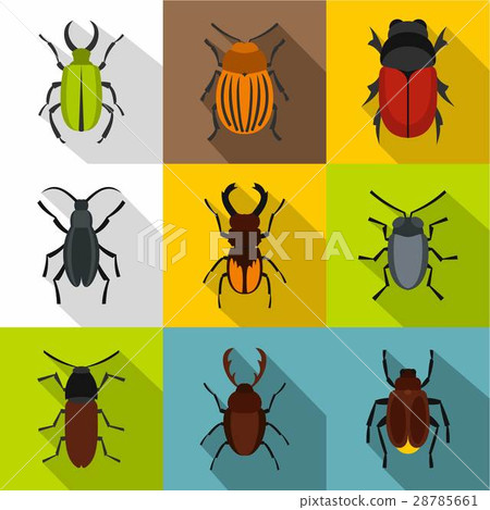 Order Coleoptera