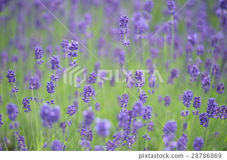 開花的薰衣草 開花的薰衣草 28786869