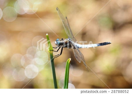 Shiokaratombo (male) 28788052