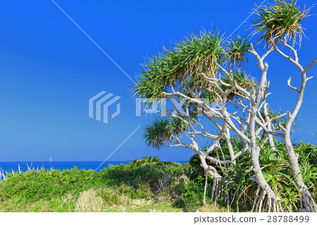 Okinawa _ Sunny and Adan tree Okinawa _ Sunny and Adan tree 28788499