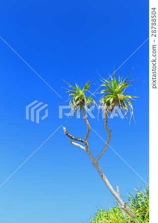 Okinawa _ Sunny and Adan tree Okinawa _ Sunny and Adan tree 28788504