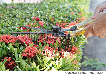 Hands with garden shears cutting a hedge in garden Hands with garden shears cutting a hedge in garden 28788664