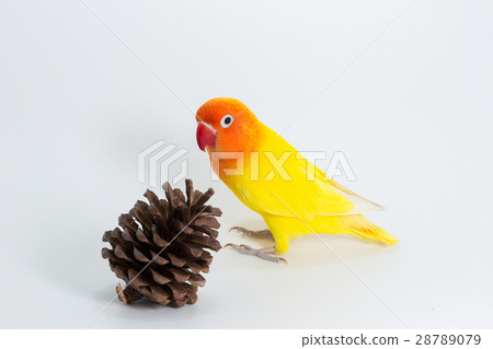 Yellow Lovebird on branch Yellow Lovebird on branch 28789079