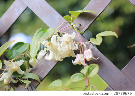 Clematis flower Clematis flower 28789679