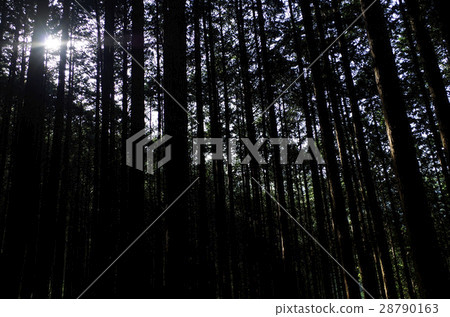 Forest Forest 28790163