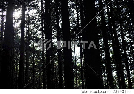 Forest Forest 28790164