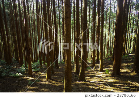 Forest Forest 28790166