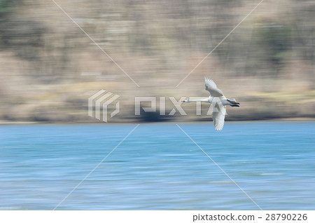 Tundra swan Tundra swan 28790226