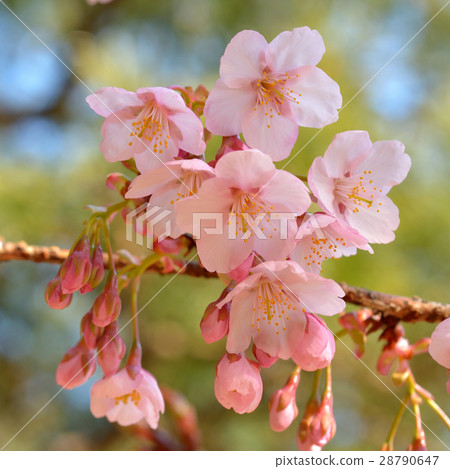 櫻花 28790647