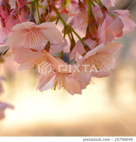 櫻花 28790648