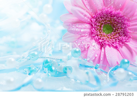 Gerbera Gerbera 28791203