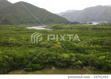 奄美大島，紅樹林原始森林，鹿兒島縣 28791493