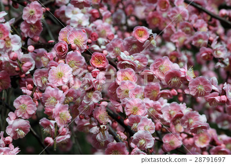 plum	 28791697