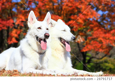 It's autumn♪ 28791717