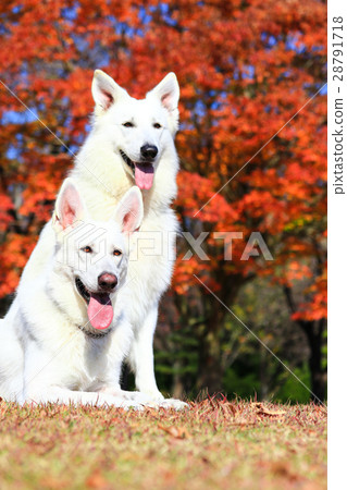 是秋天♪ 是秋天♪ 28791718