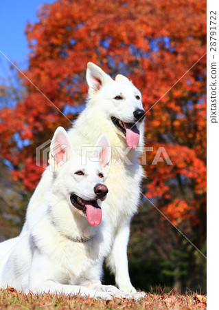 It's autumn♪ 28791722